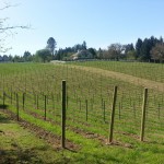 oregon_vineyards